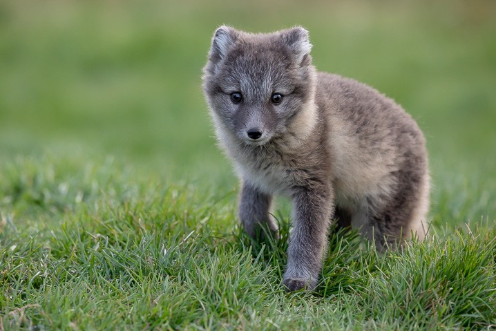 Polarfuchs